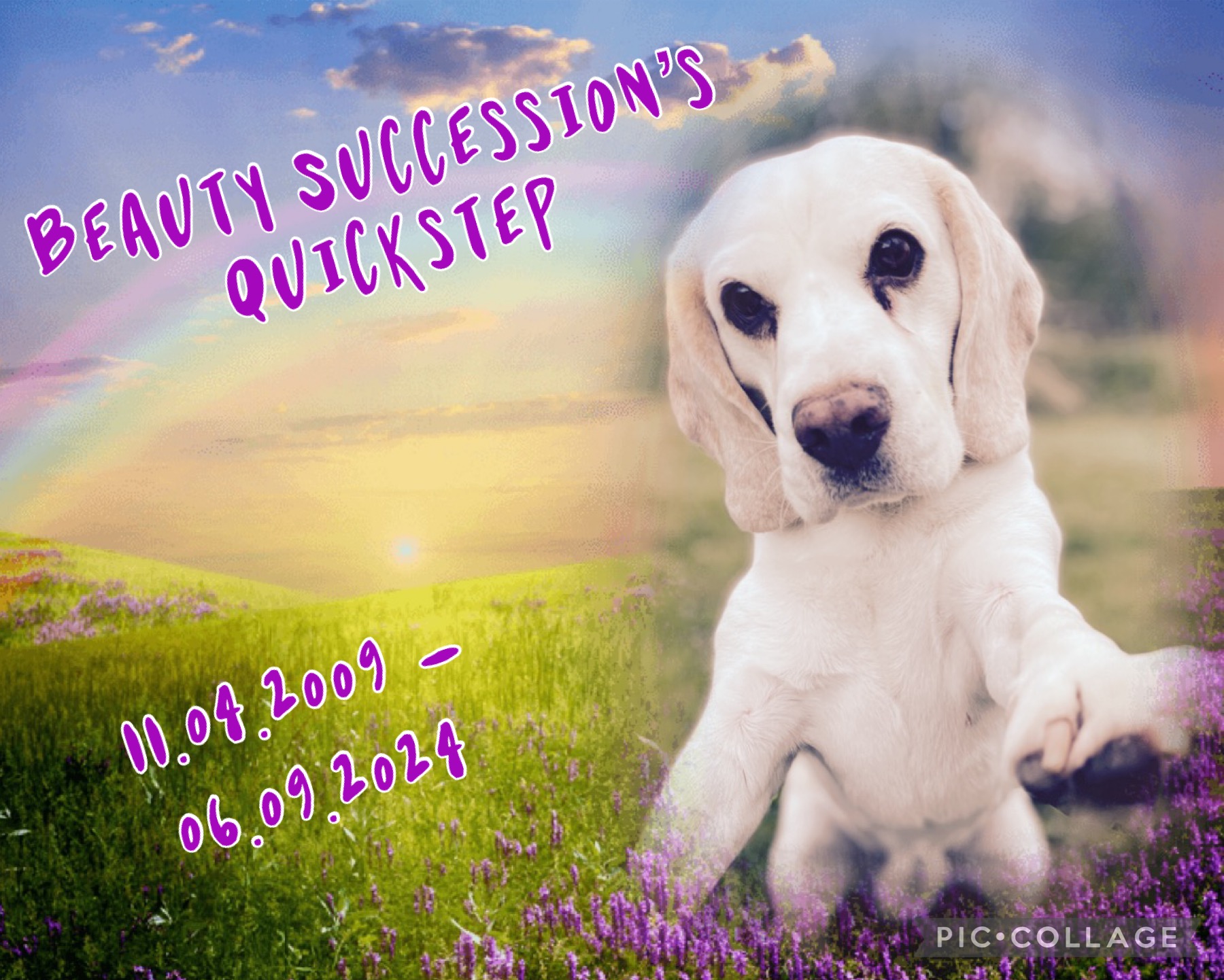 Beauty Succession's Quickstep