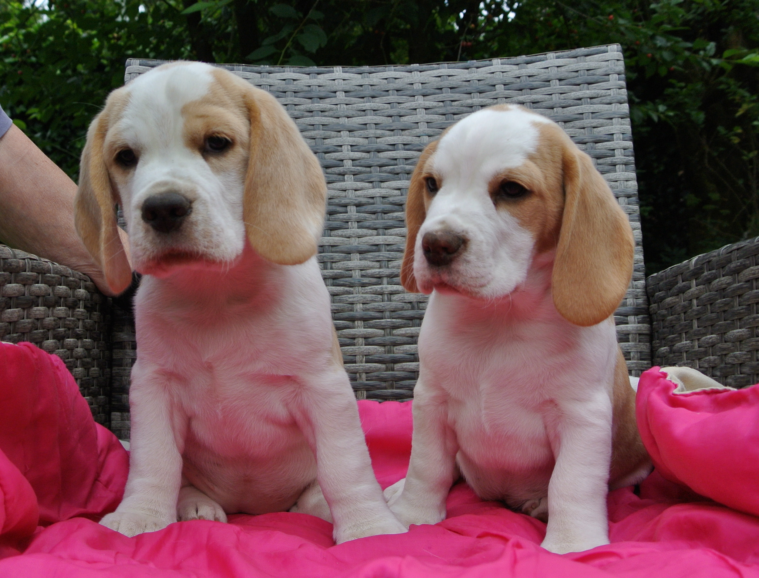 Beauty Succession's Beagles